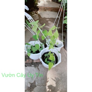 Chậu Sương Sâm