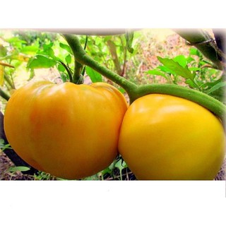 Hạt Giống Cà Chua Trái Tim Vàng