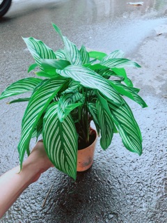 Đuôi Công Sọc Xanh