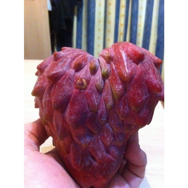 Cây GIỐNG NA ĐỎ ÚC. 6 tháng cho trái