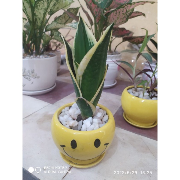 Lưỡi hỗ Thái lùn