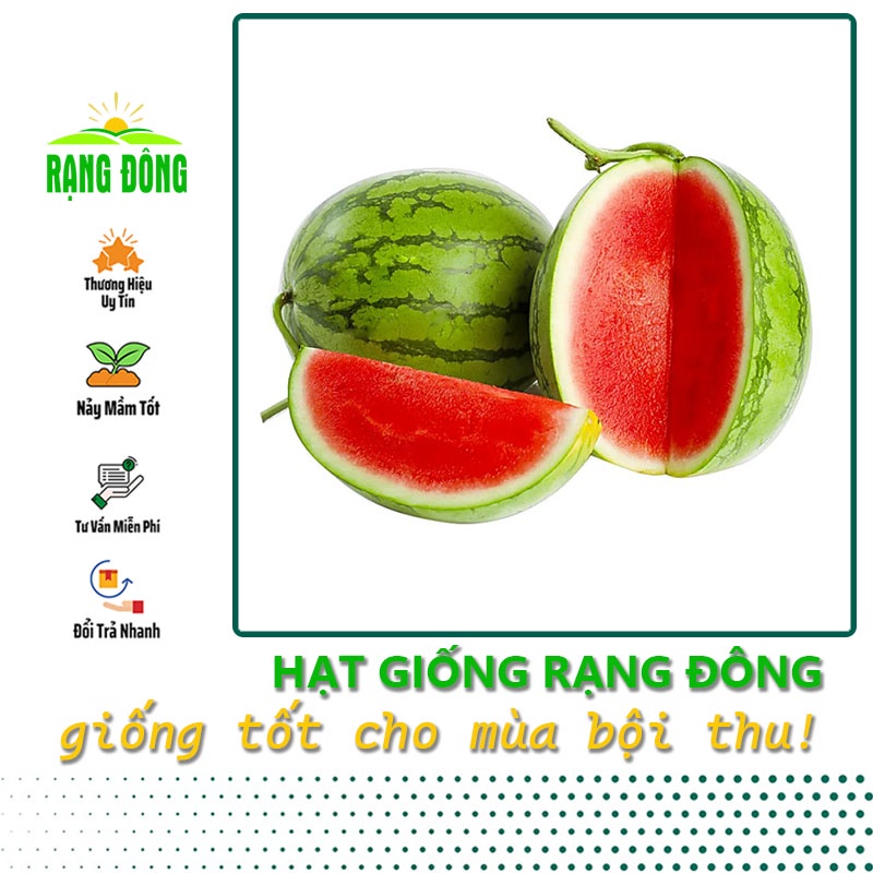 Hạt giống Dưa Hấu Không Hạt trái to, ruột đỏ tươi, ngọt, trồng quanh năm (gói 5 hạt) - Hạt giống Rạng Đông