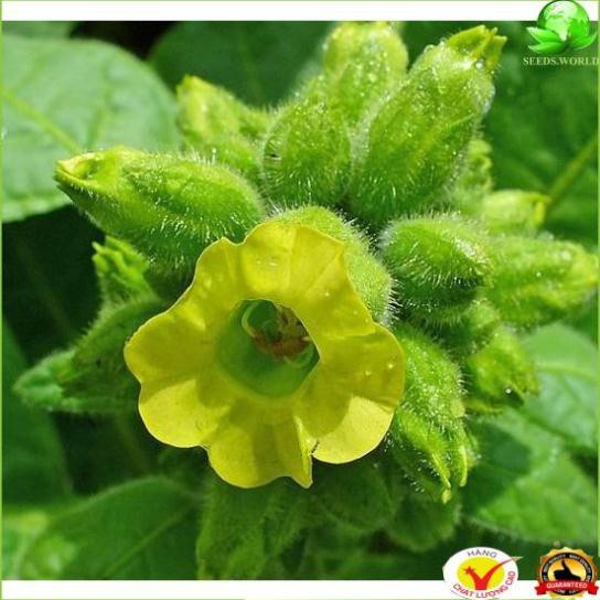 ( CHẤT LƯỢNG CAO ) 10h Hạt Giống Cây Thuốc Lào (B3.105| C26*X32)