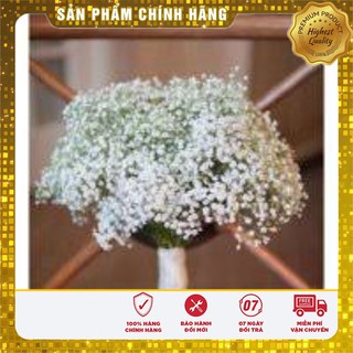 Hạt Giống Hoa Baby Trắng 50 hạt
