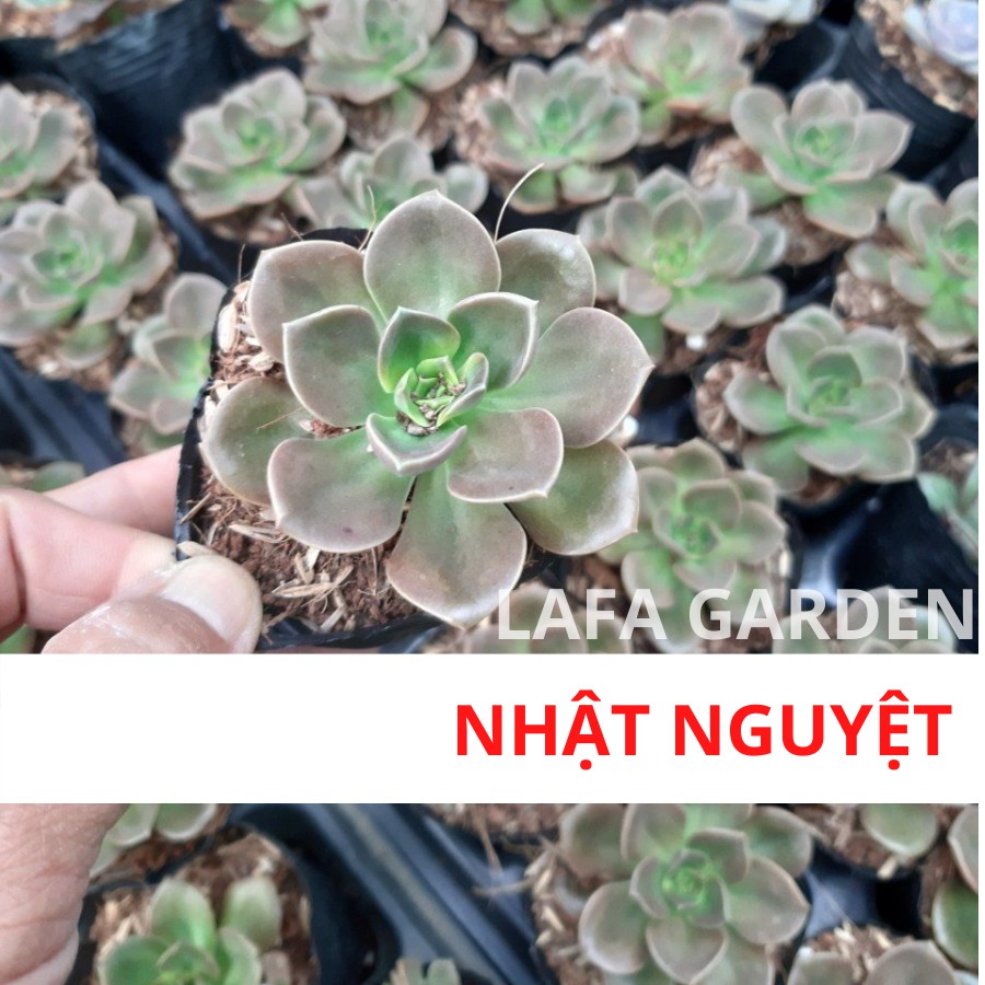 Sen đá Nhật Nguyệt cây sen đá bầu loại 1 LAFA GARDEN