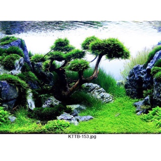 TRANH 3D CHO BỂ CÁ CẢNH KT 80x50