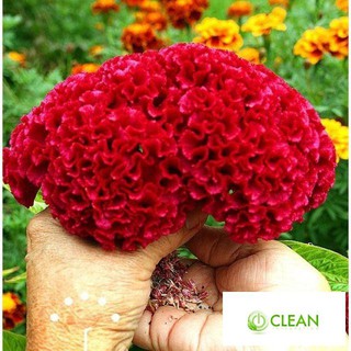 Hạt Giống Hoa Mào Gà Búa Mix Nhiều Màu (50 Hạt)