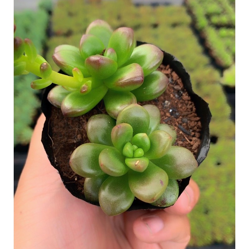 Sen đá size nhỏ ngẫu nhiên
