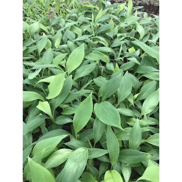 15 cây chuối già Nam Mỹ cấy mô năng suất cao (14k/cây)
