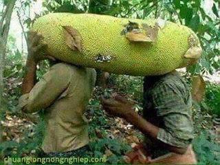 Cây giống Mít Malaisia