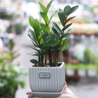 Cây kim tiền/ kim phát tài size để bàn kèm chậu thích hợp làm quà tặng