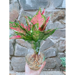 Chậu cây vạn lộc thuỷ sinh