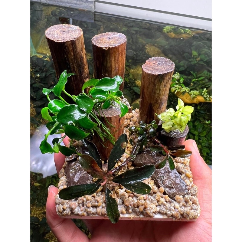 Lay out Bể Thủy Sinh Mini - Lũa Đá Dành Cho Hồ Thuỷ Sinh Mini