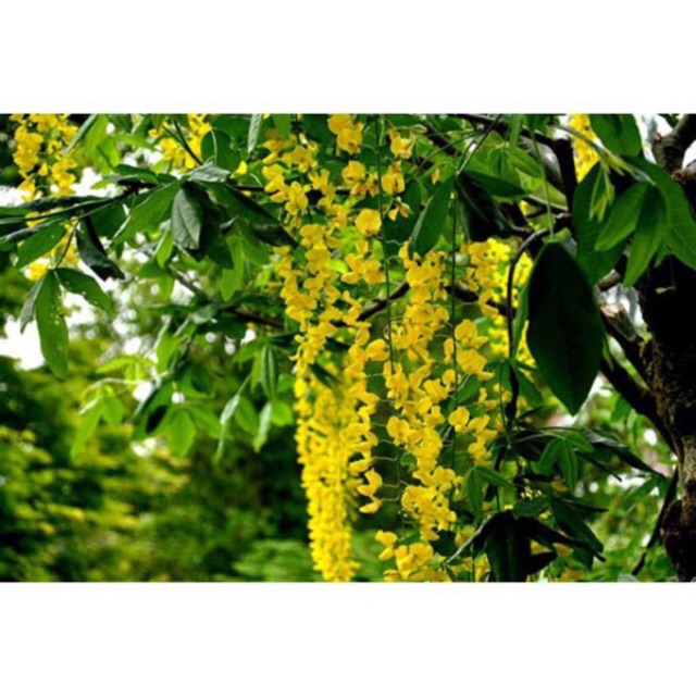 LAN HOÀNG DƯƠNG ĐANG HOA
