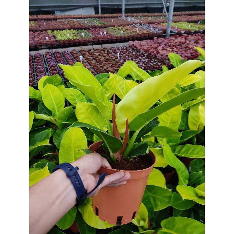 Chậu cứng trầu bà Philodendron Imperial Yellow size lớn