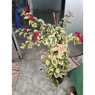 hoa giấy cẩm thạch( đủ màu) nguyên bản chiết cành (tặng kèm phân bón)