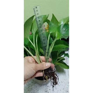Cây trầu bà