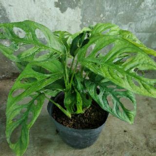 Trầu Bà Lỗ