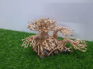 LŨA BON SAI 3 Thân cấy rêu ( N23cm C16c-sâu 10cm)