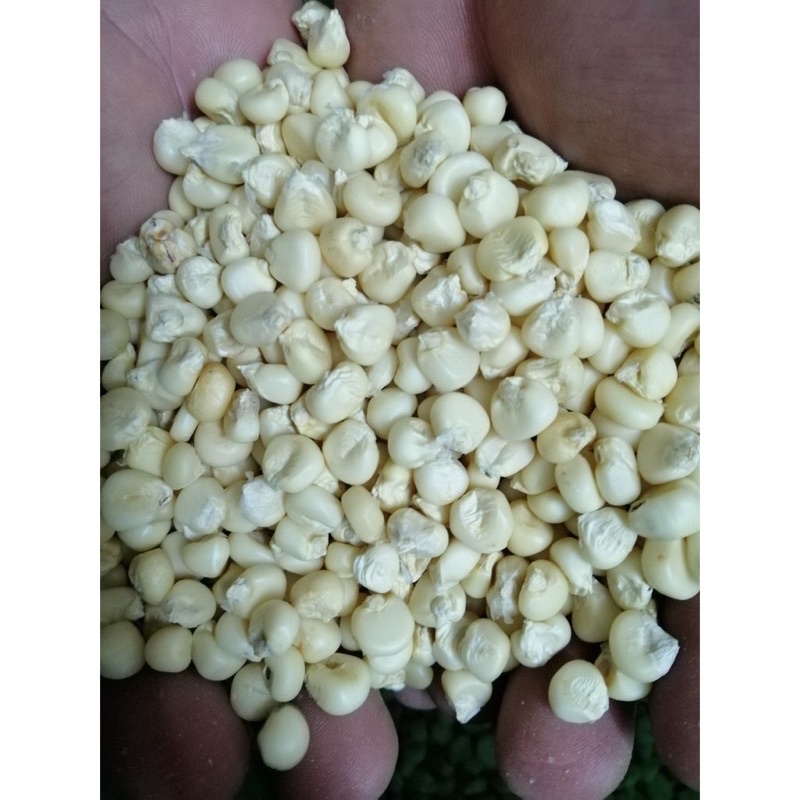 Ngô nếp khô 500gr