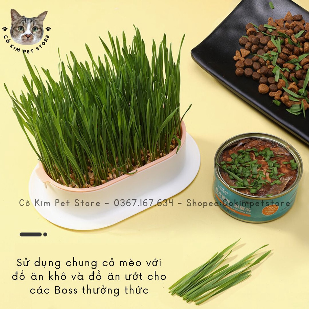 Bộ trồng cỏ mèo thủy canh