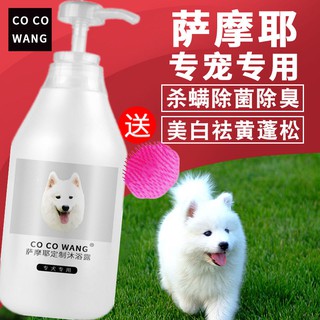 Sữa tắm Samoyed trắng lông đặc biệt làm trắng cho chó con trưởng thành màu vàng Đồ dùng tắm gội cho chó con Samoyed Spec