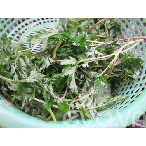 Hạt Giống Rau Ngải Cứu tặng kích mầm và hướng dẫn