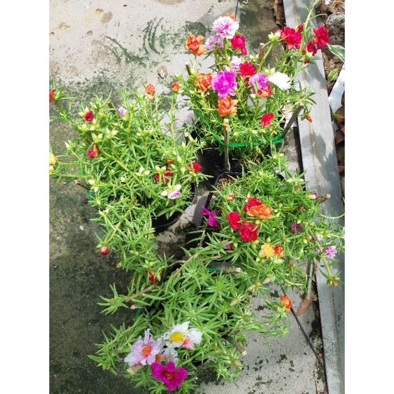COMBO 3 chậu hoa mười giờ Thái nhiều màu