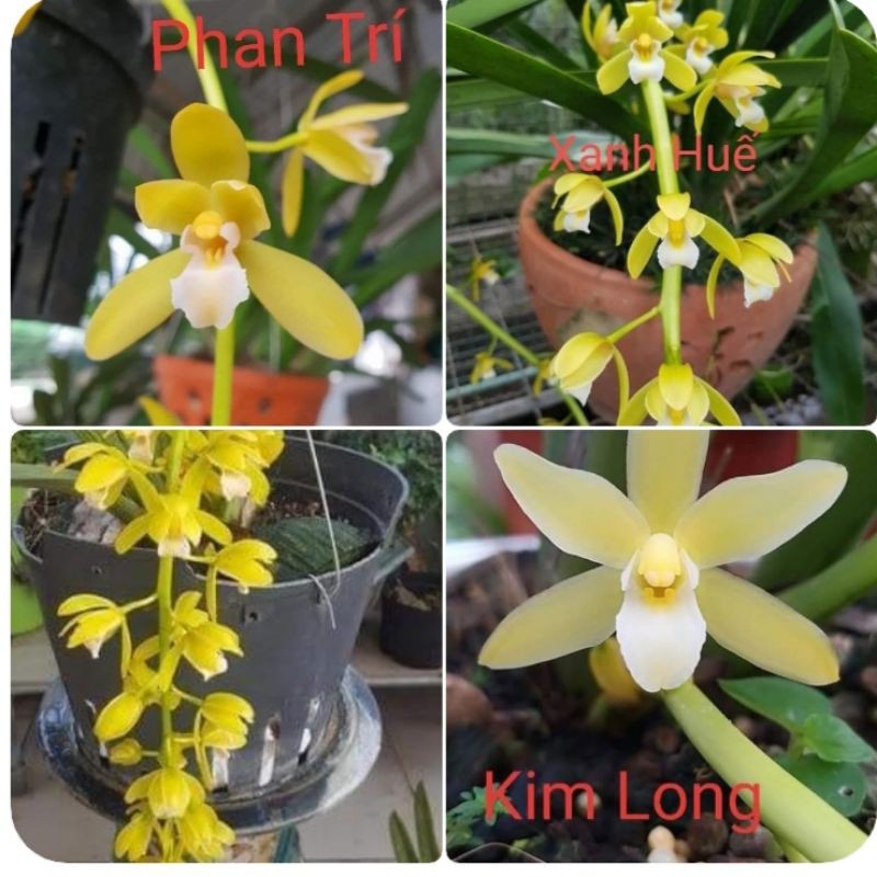 Kiếm giống các loại
