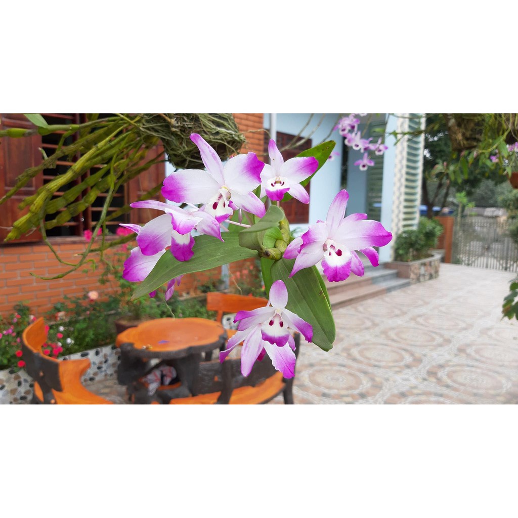 1 CÂY LAN DENZO hoa nở quanh năm HOA THƠM ĐẸP
