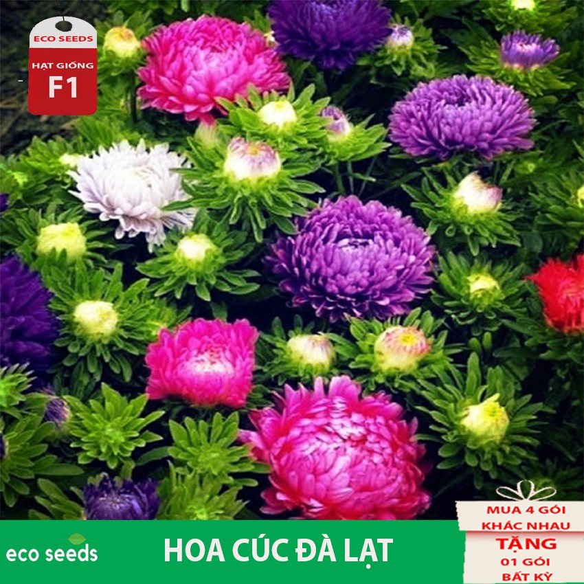 Hạt giống hoa Cúc Đà Lạt H2 Eco seeds KLT 5g