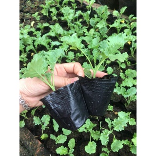 Cây giống cải xoăn kale xanh mỹ