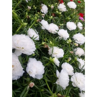Cành hoa mười giờ _1kg 50k