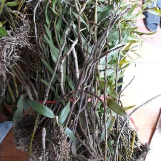 Combo kiều tím + hươngvany + hoàng thảo xoắn