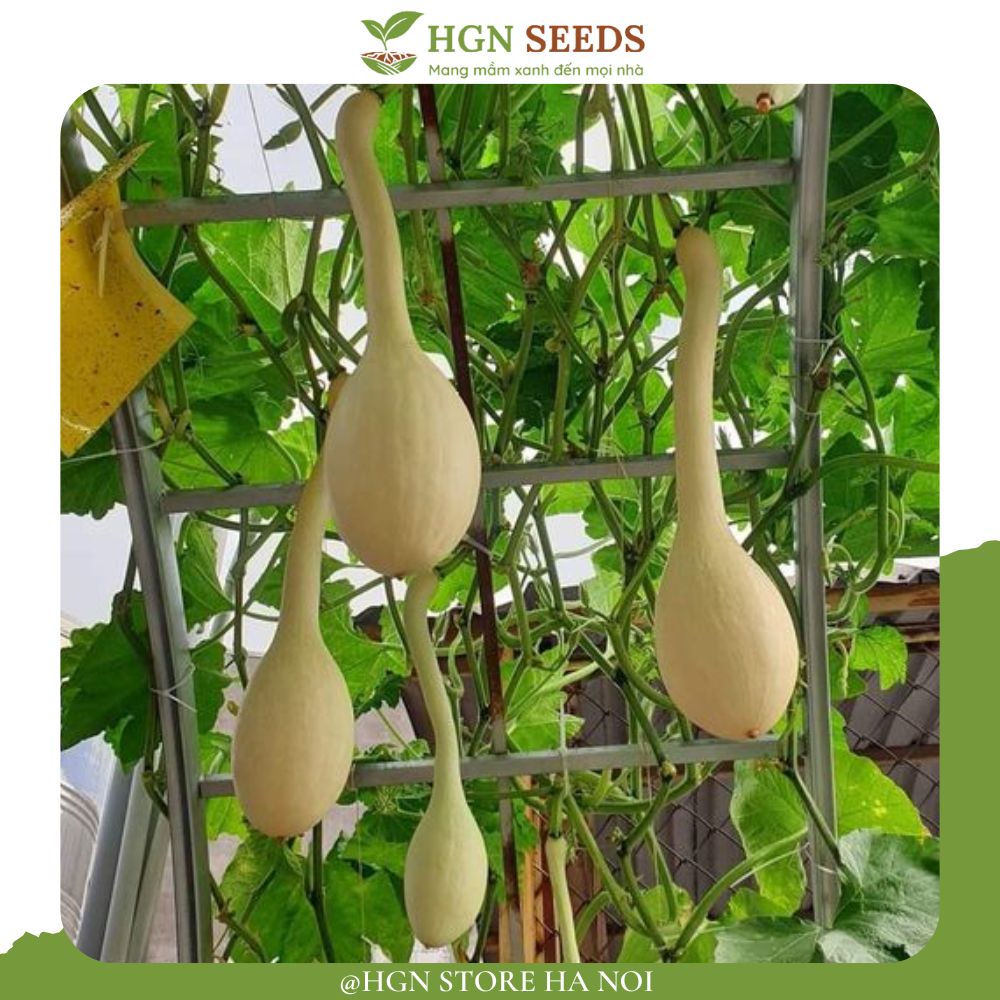Hạt giống Bí ngô thiên vũ Nga (Gói 10 hạt - Tỉ lệ nãy mầm >90%)