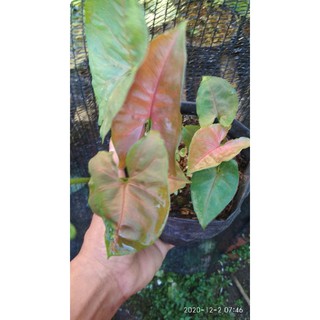 Sp Singonium