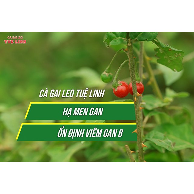 Cà gai leo tuệ linh 60 viên