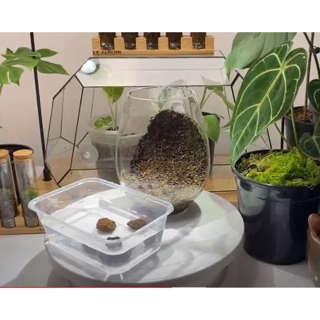 Glue Soil  -  đất kết dính tạo tường rêu, bán cạn, đất làm tường rêu, làm tường rêu terrarium