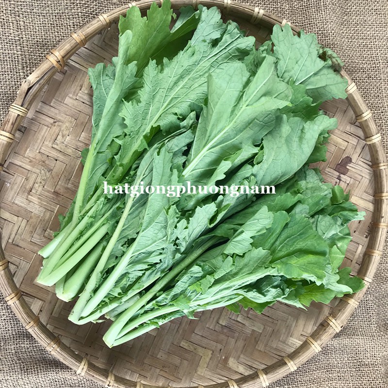 10 GRAM - HẠT GIỐNG CẢI MÈO