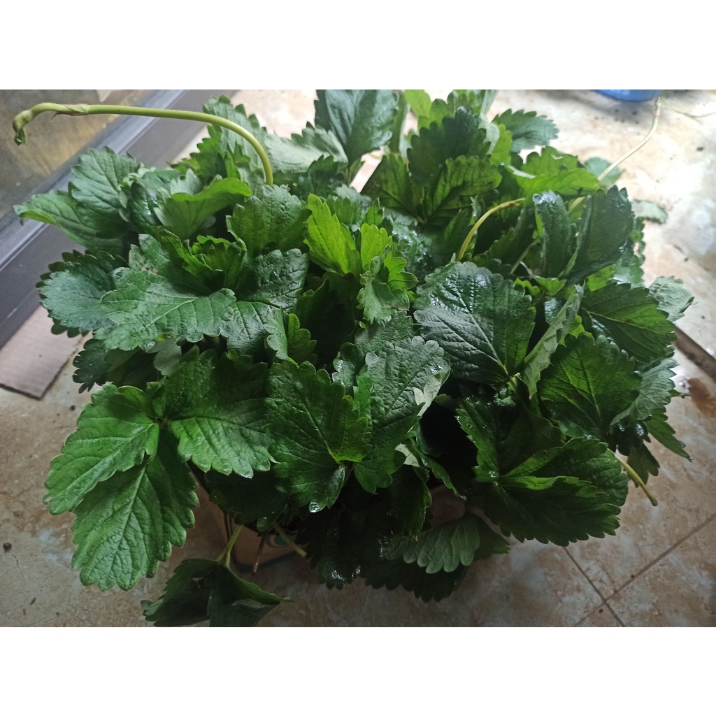 Cây dâu tây giống hana siêu ngọt