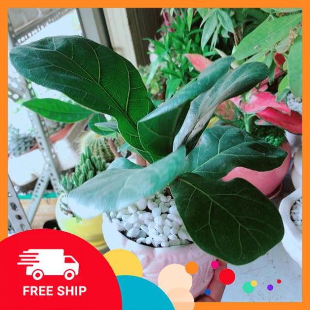 Chậu Bàng Singapore