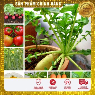 -15k Combo rau củ thu đông 2018