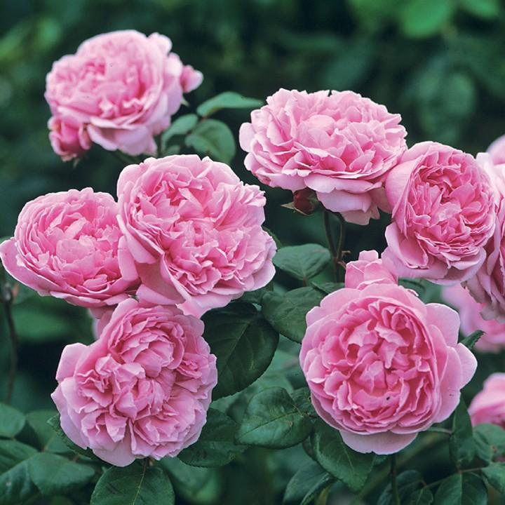 Hoa hông leo Mon Coeur rose +Tặng 02 cây nhót ngọt
