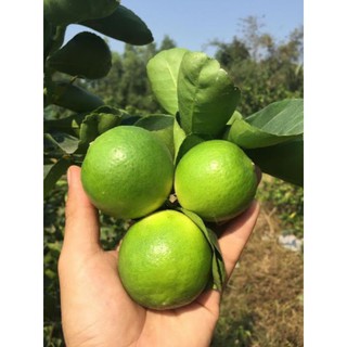 Chanh ko hạt...trái khổng lồ