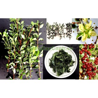 Cây giống mọi lá lựu ( Henna, lá móng, chỉ giáp hoa, mọi lá lựu, khai thiên )
