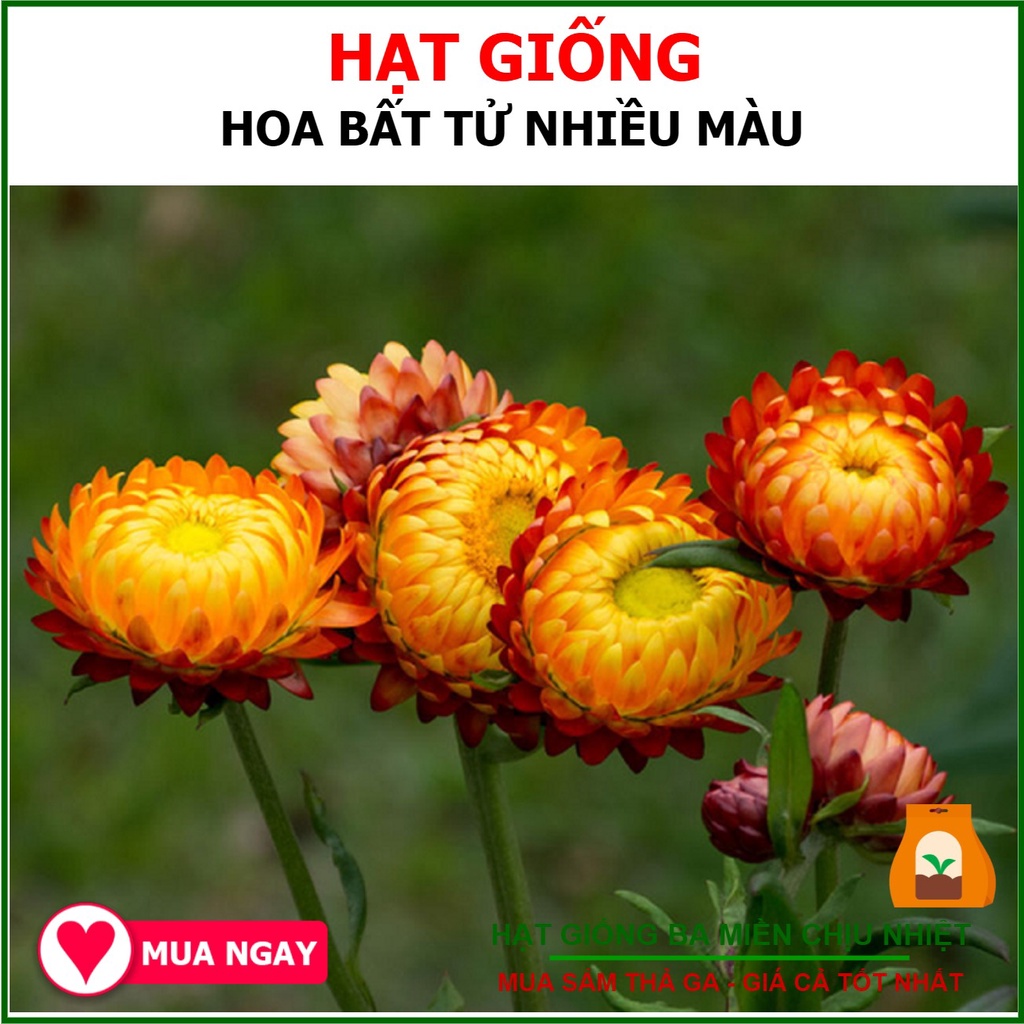 Hạt Giống Hoa Bất Tử Nhiều Màu 20 Hạt