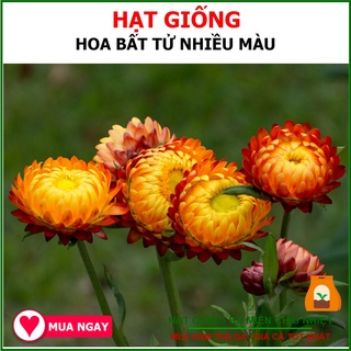 Hạt Giống Hoa Bất Tử Nhiều Màu 20 Hạt