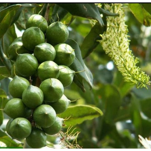 Thanh An Macca Sạch 500gr Size Nhỏ, Sấy Nứt Vỏ Lâm Đồng, Macadamia Kèm Lẫy | BigBuy360 - bigbuy360.vn