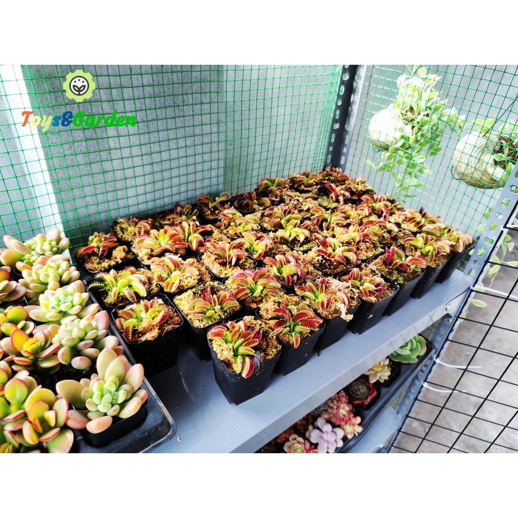 Cây Bẩy Kẹp Venus Flytrap cây bắt mồi cây ăn thịt côn trùng ruồi muổi kiến gián hàn tuyển size to đẹp
