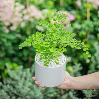 Cây tóc thần vệ nữ